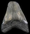 Partial, Megalodon Tooth #41810-1